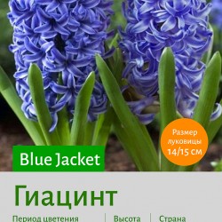 Гиацинт (Heacintus) Blue Jacket